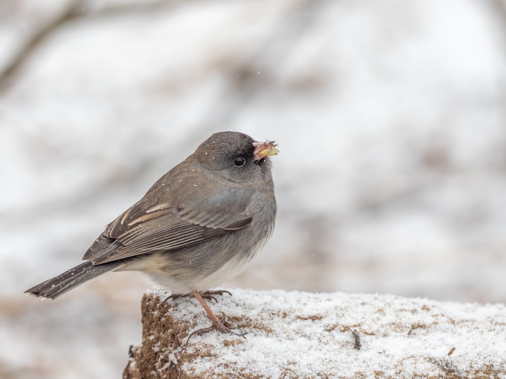 a small bird sitting on top of a wooden post