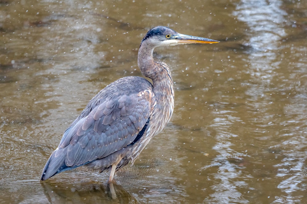 a bird is standing in the shallow water