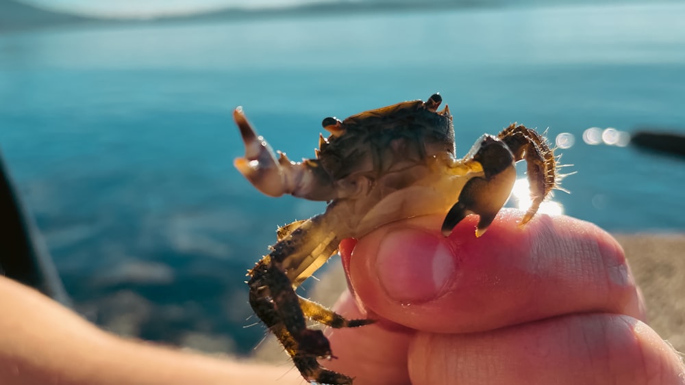 una persona sosteniendo un pequeño cangrejo en la mano