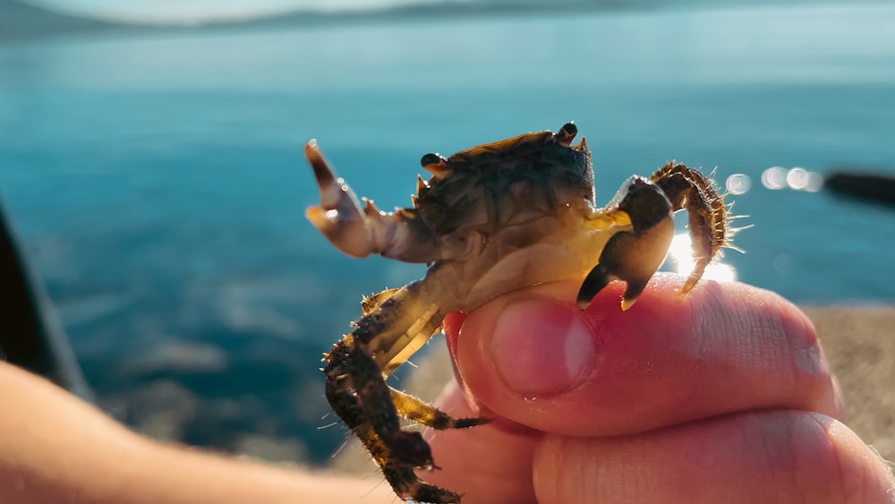 a person holding a small crab in their hand