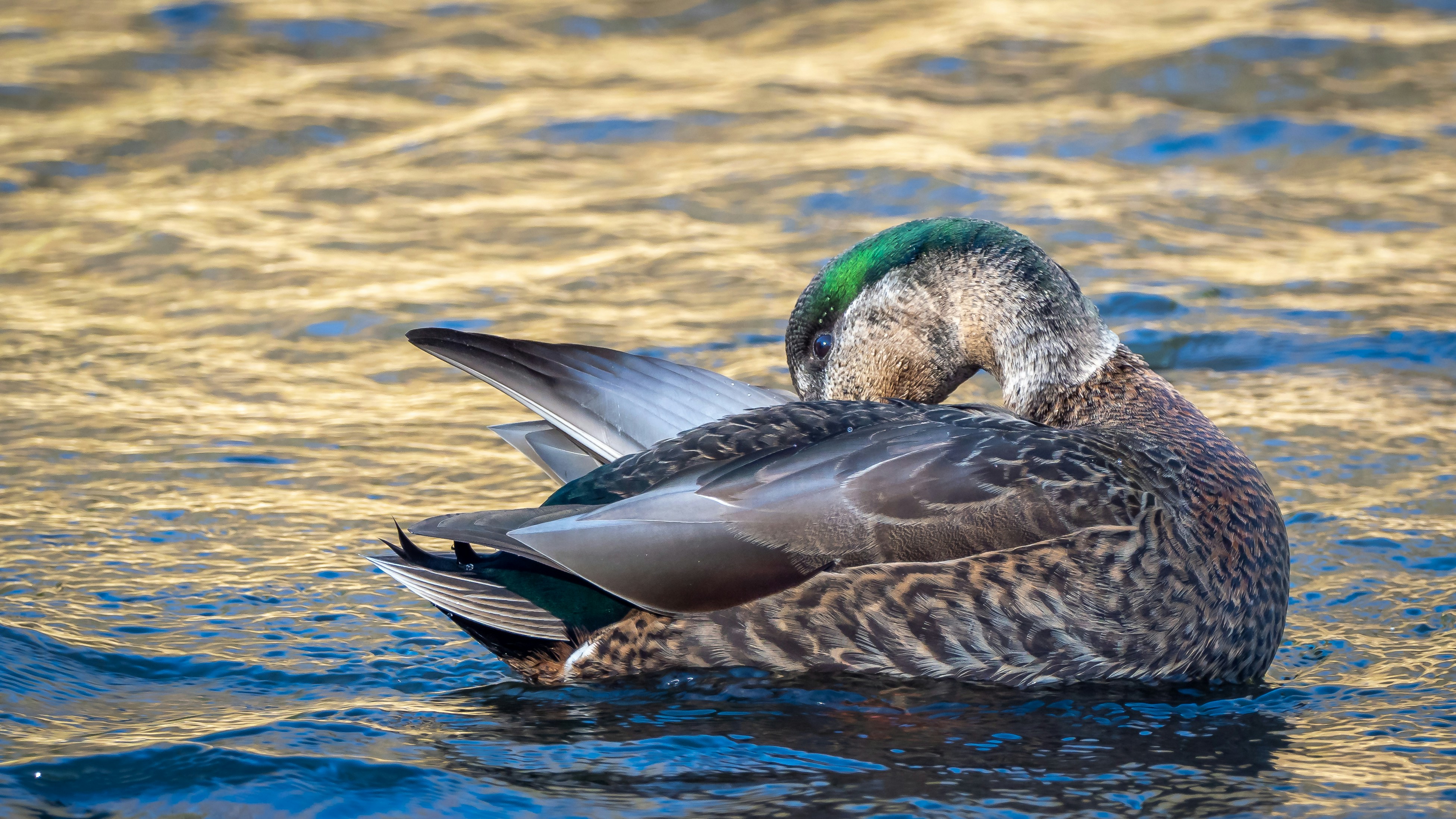 a duck floating on top of a body of water