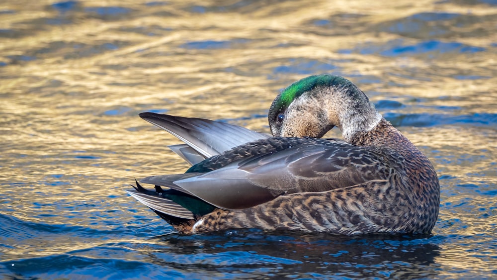 a duck floating on top of a body of water