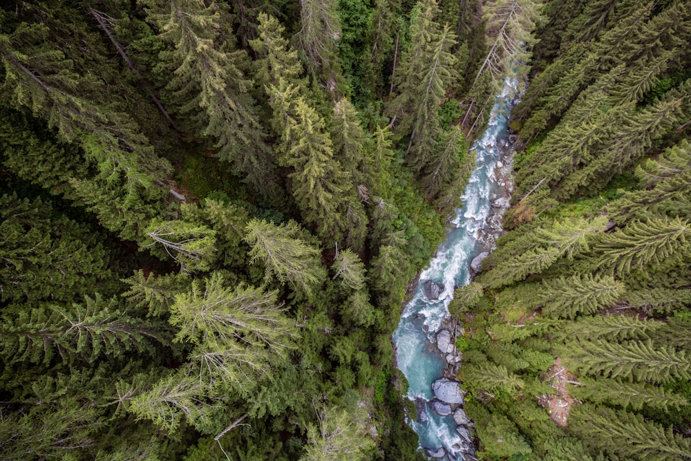 a river running through a lush green forest