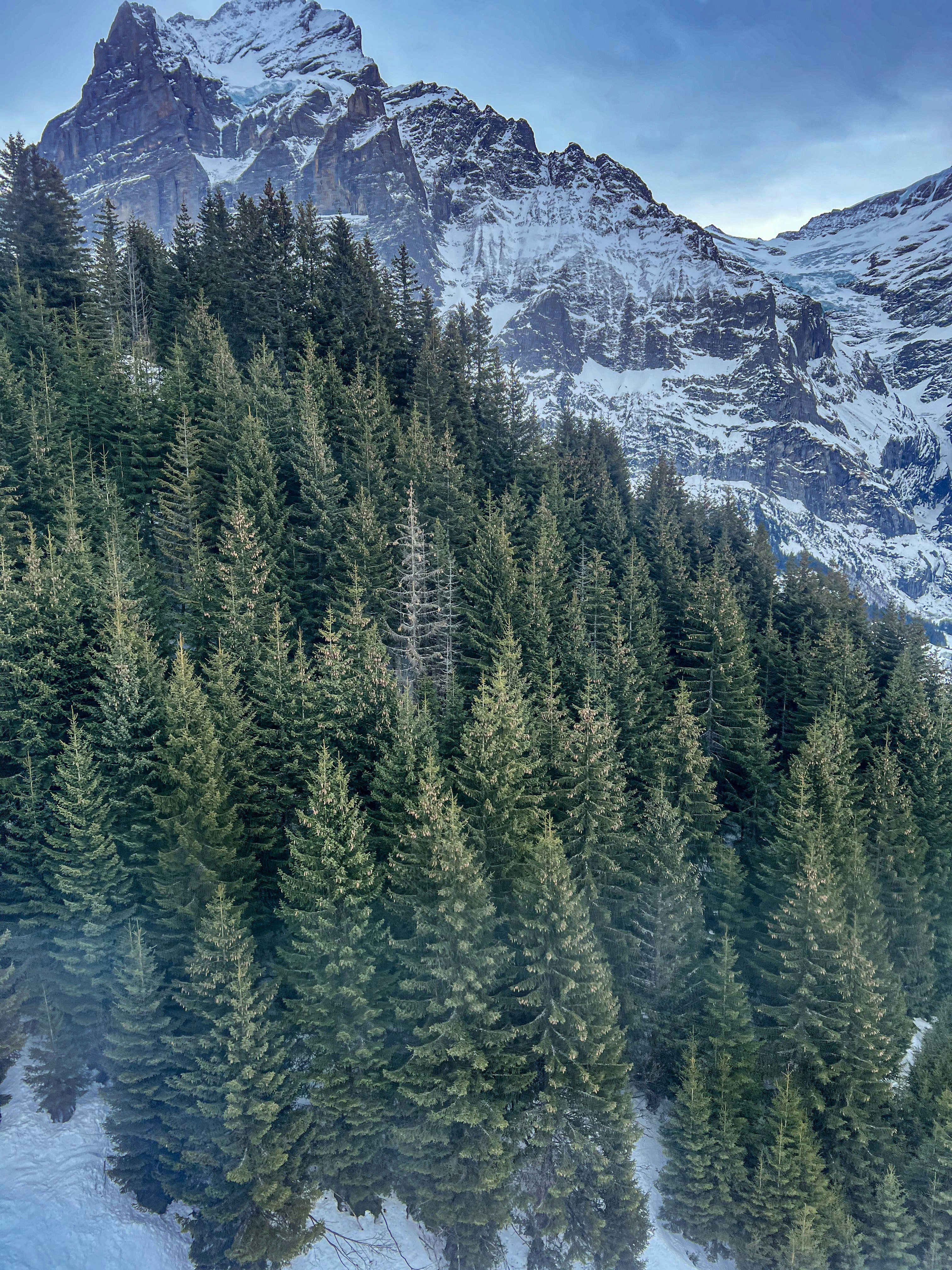 a snow covered mountain covered in lots of trees