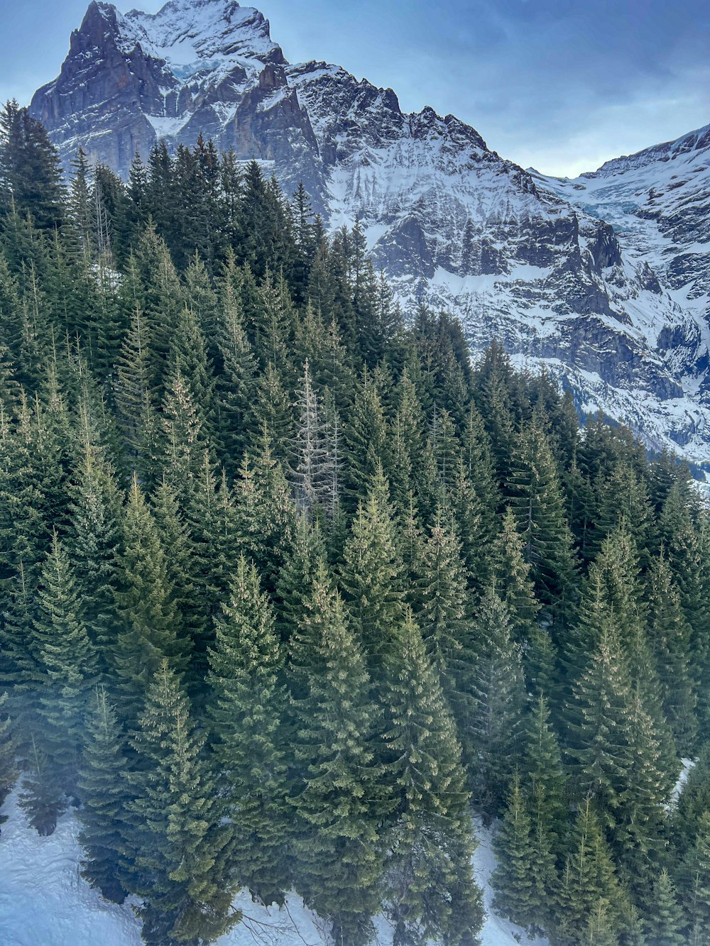 a snow covered mountain covered in lots of trees