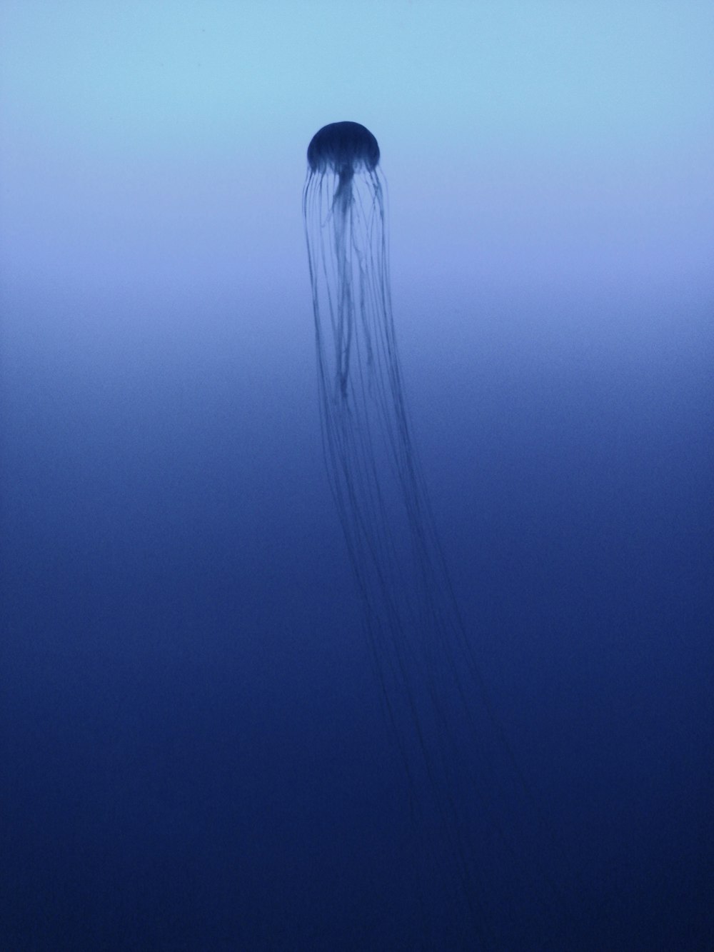 a jellyfish floating in the ocean on a foggy day