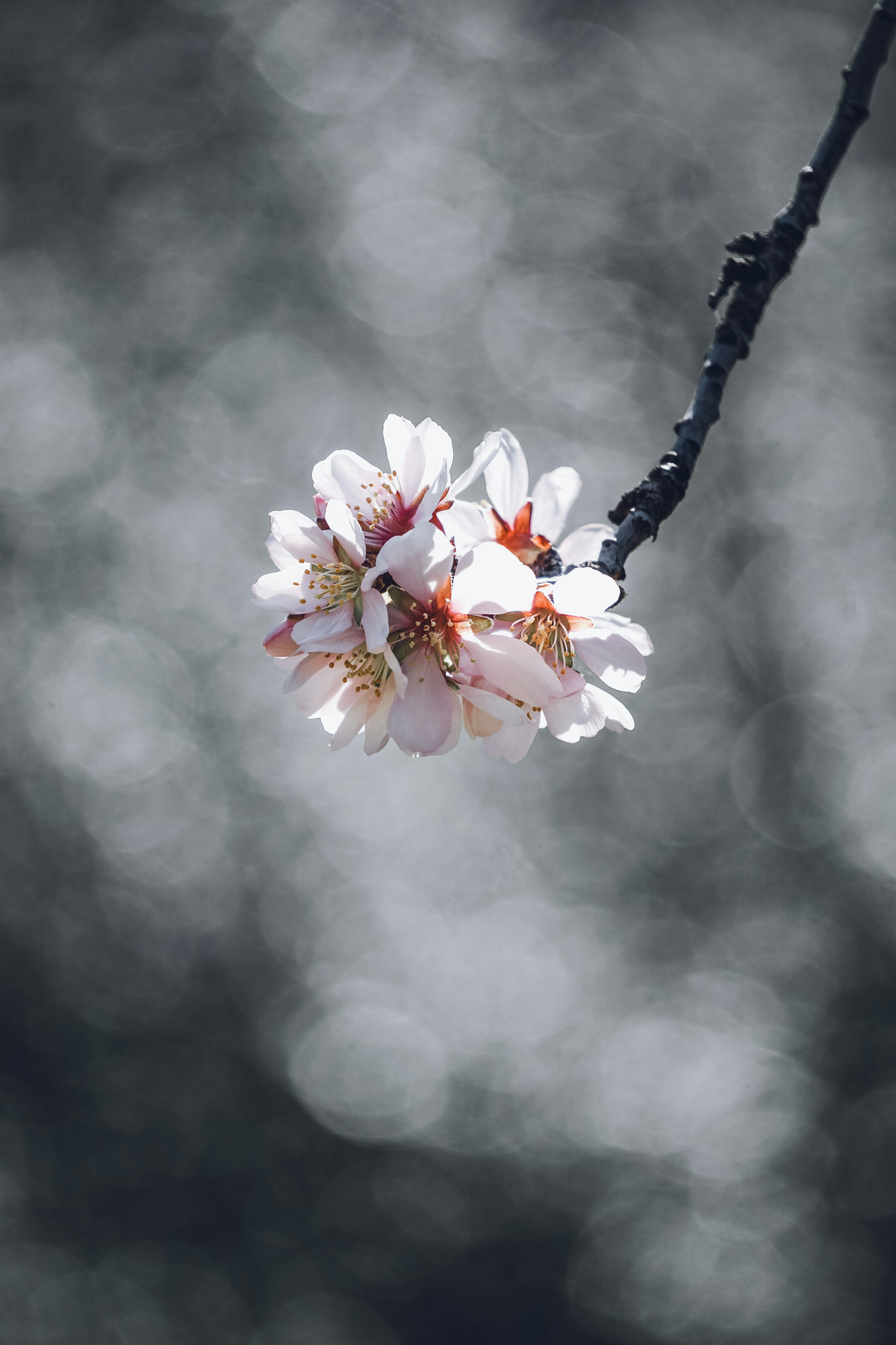 A branch of a cherry tree with white flowers photo – Free Madrid Image ...