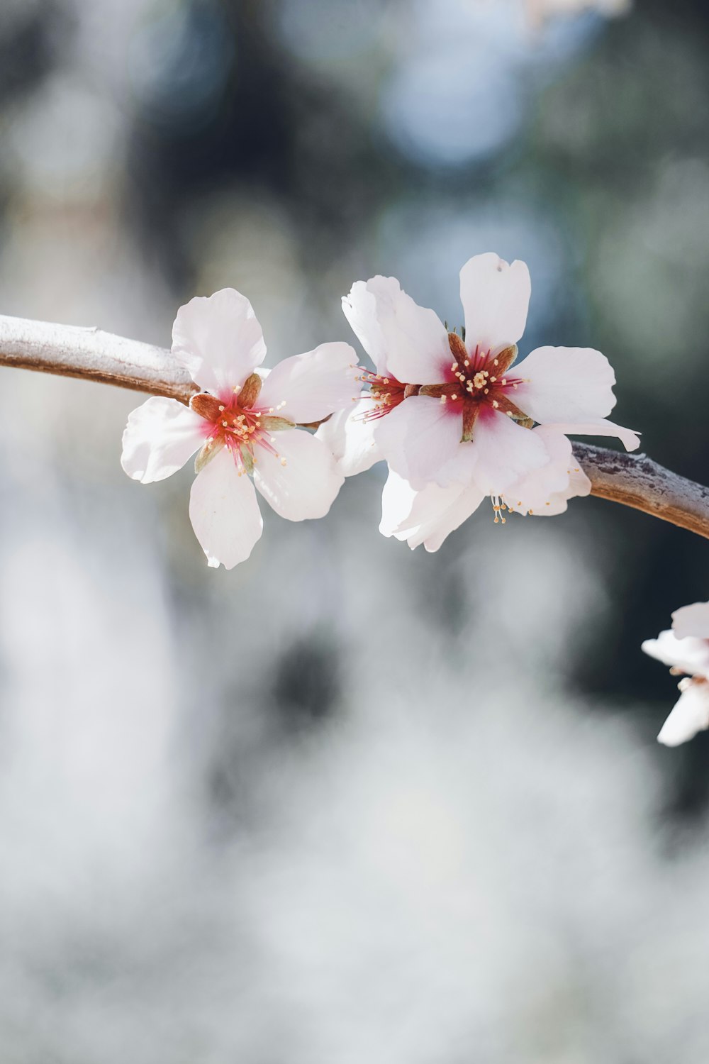 a close up of a branch with flowers on it