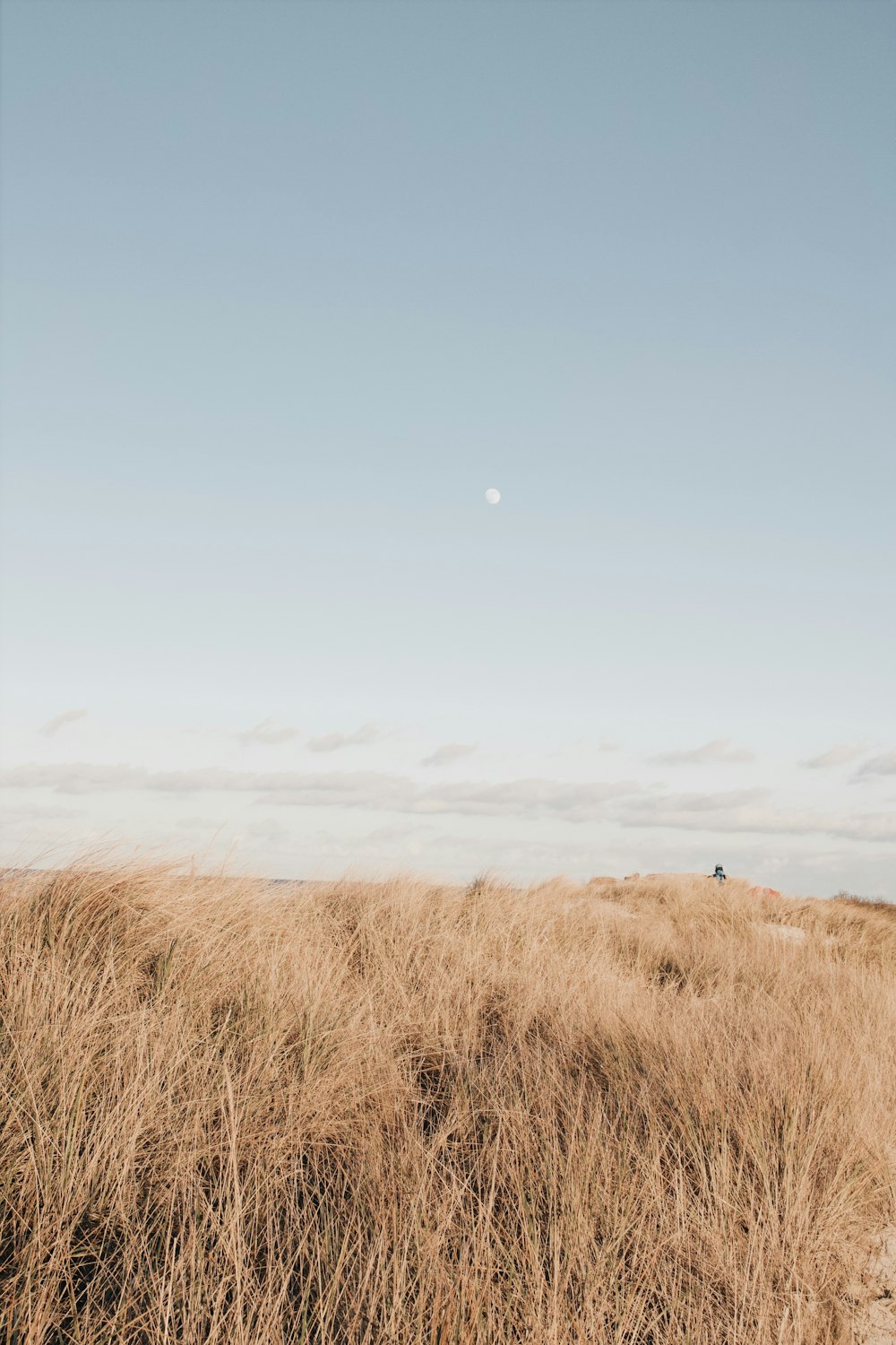 a grassy field with a full moon in the sky