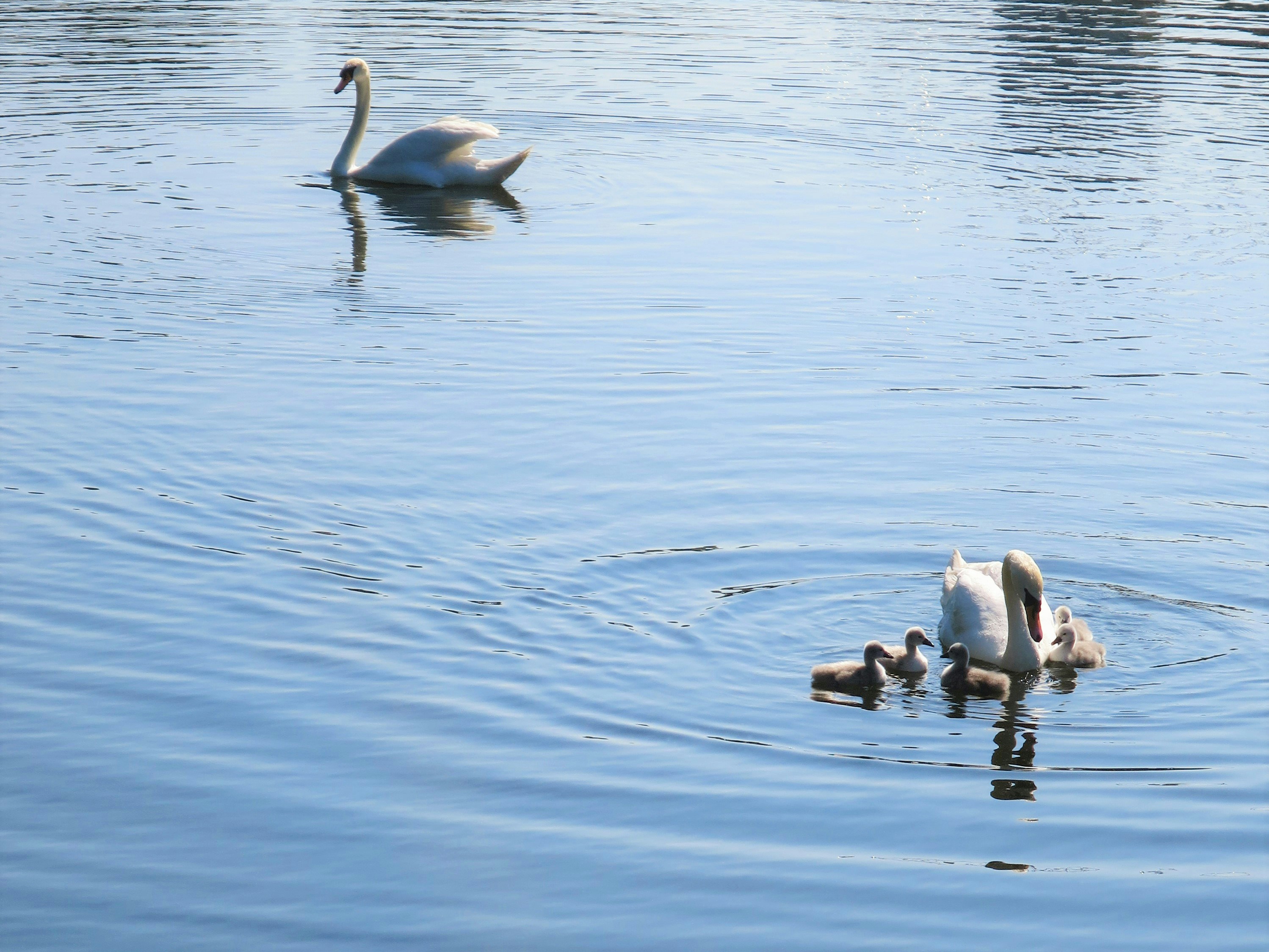 Photo by chrislinnett