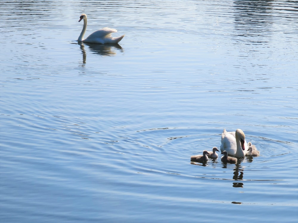 a group of swans swimming in a lake