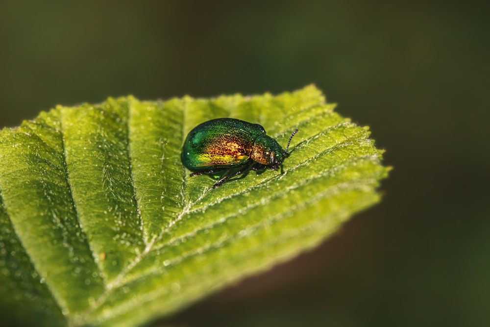 a green bug sitting on top of a green leaf