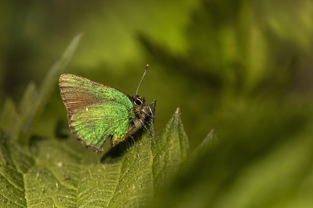 a green butterfly sitting on top of a green leaf