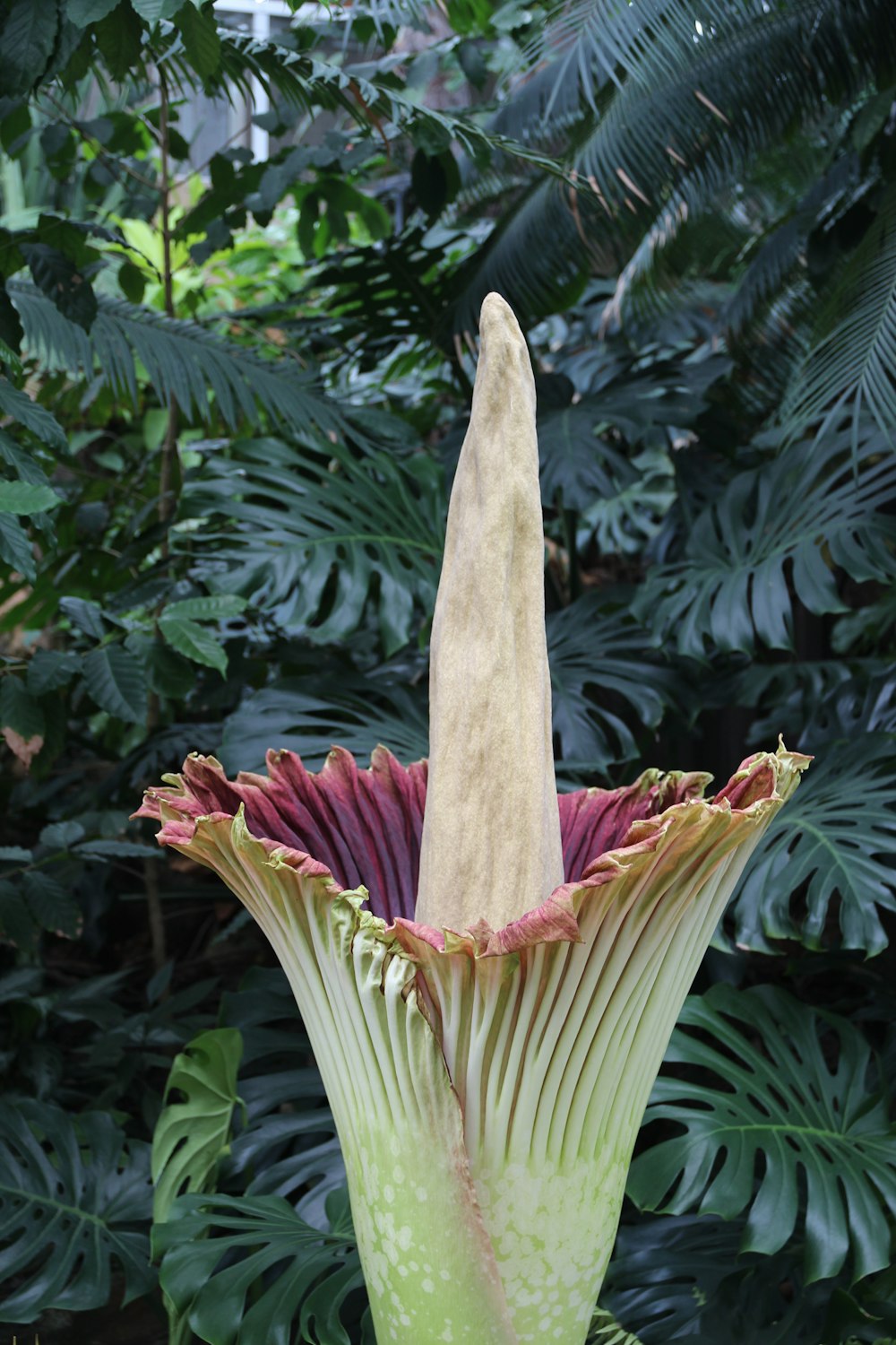 a flower that is in the middle of some plants