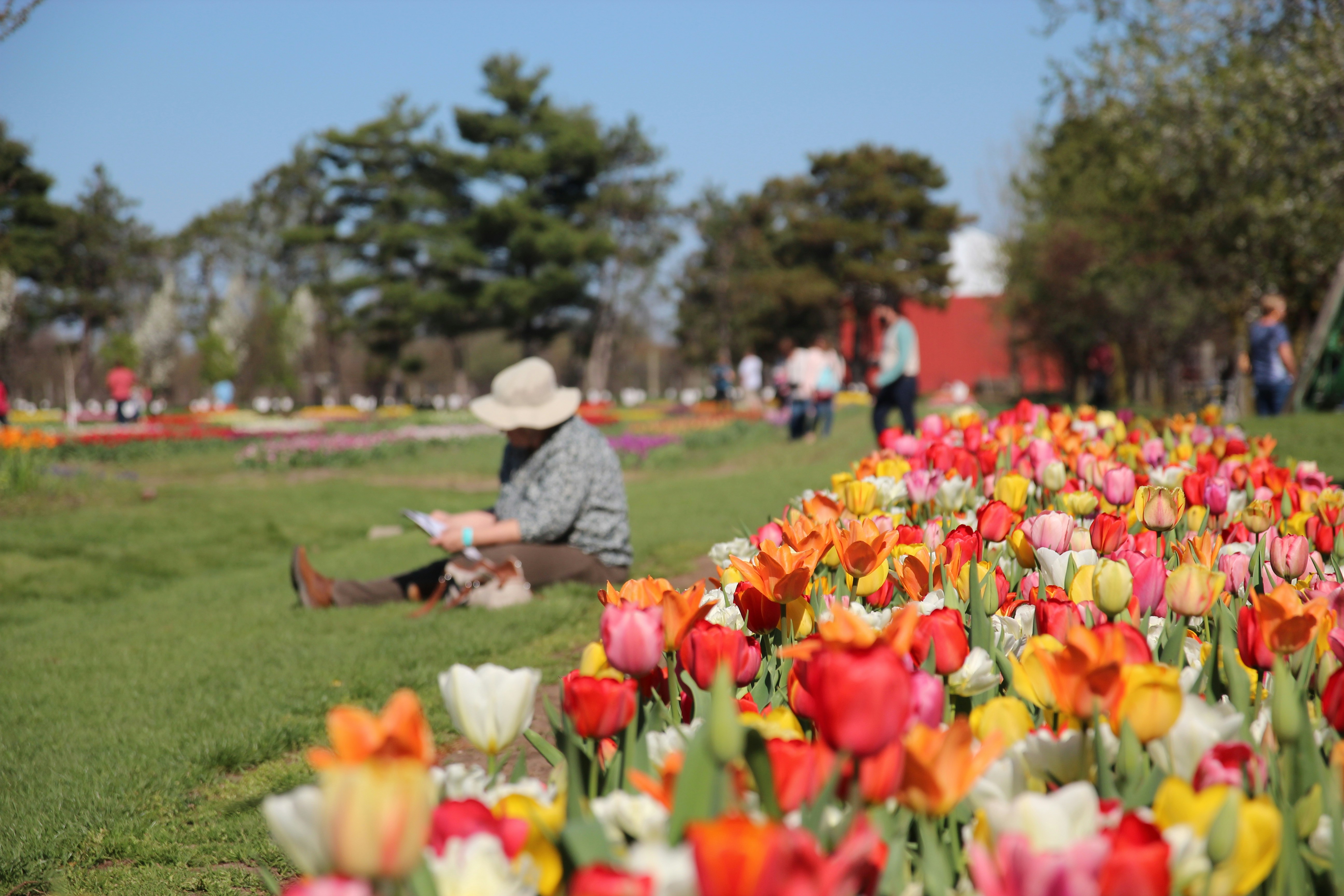 Tulip Festival (Late March to Mid-April)