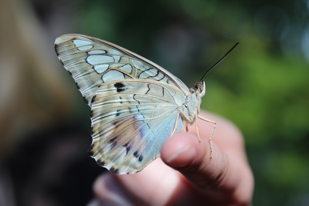 a close up of a person holding a butterfly