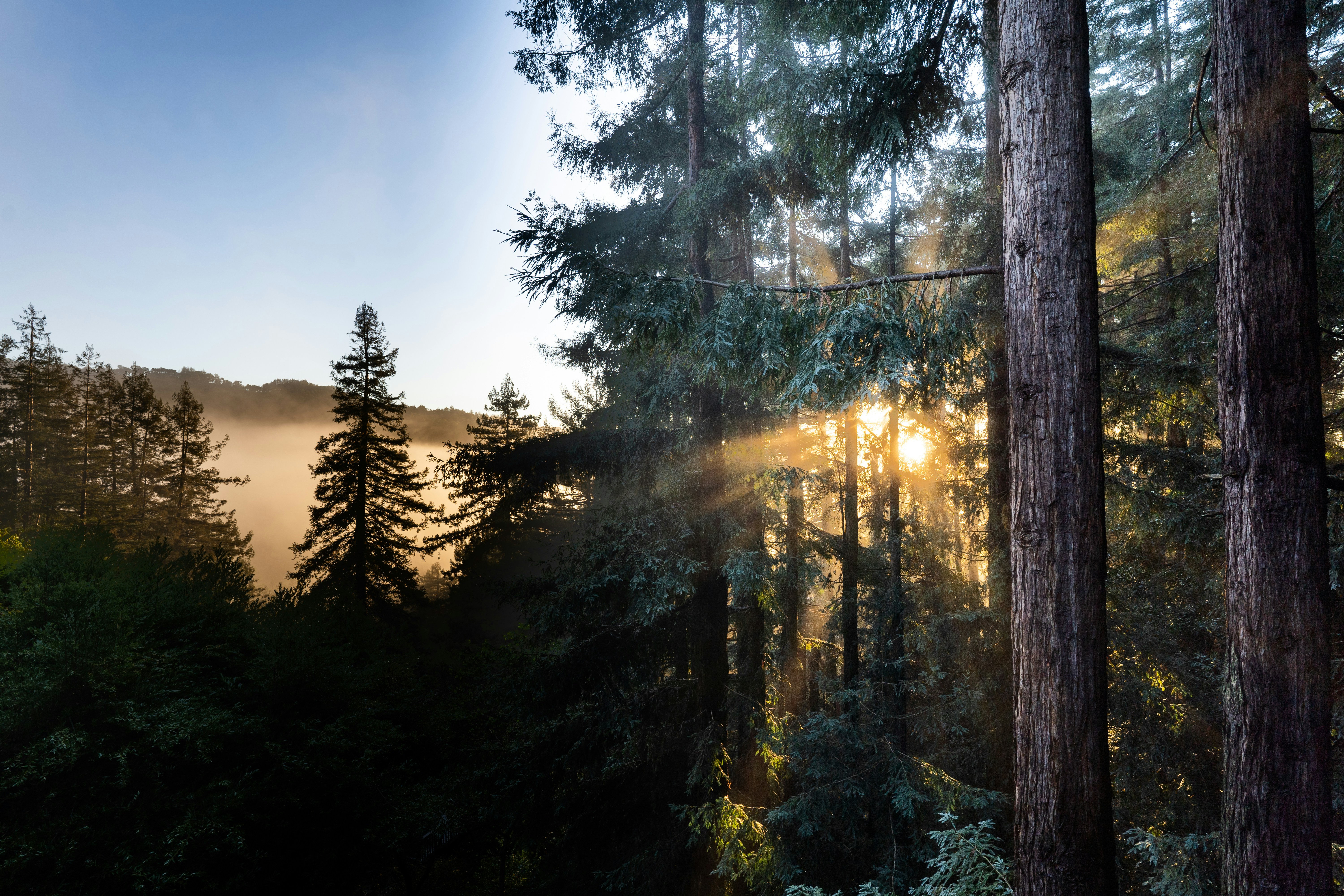 the sun is shining through the trees in the forest, Sunrise in Marin