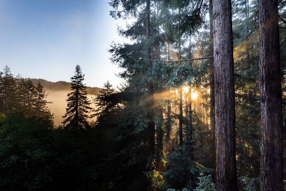 the sun is shining through the trees in the forest