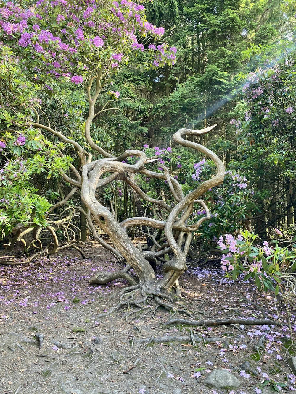 a twisted tree in the middle of a forest
