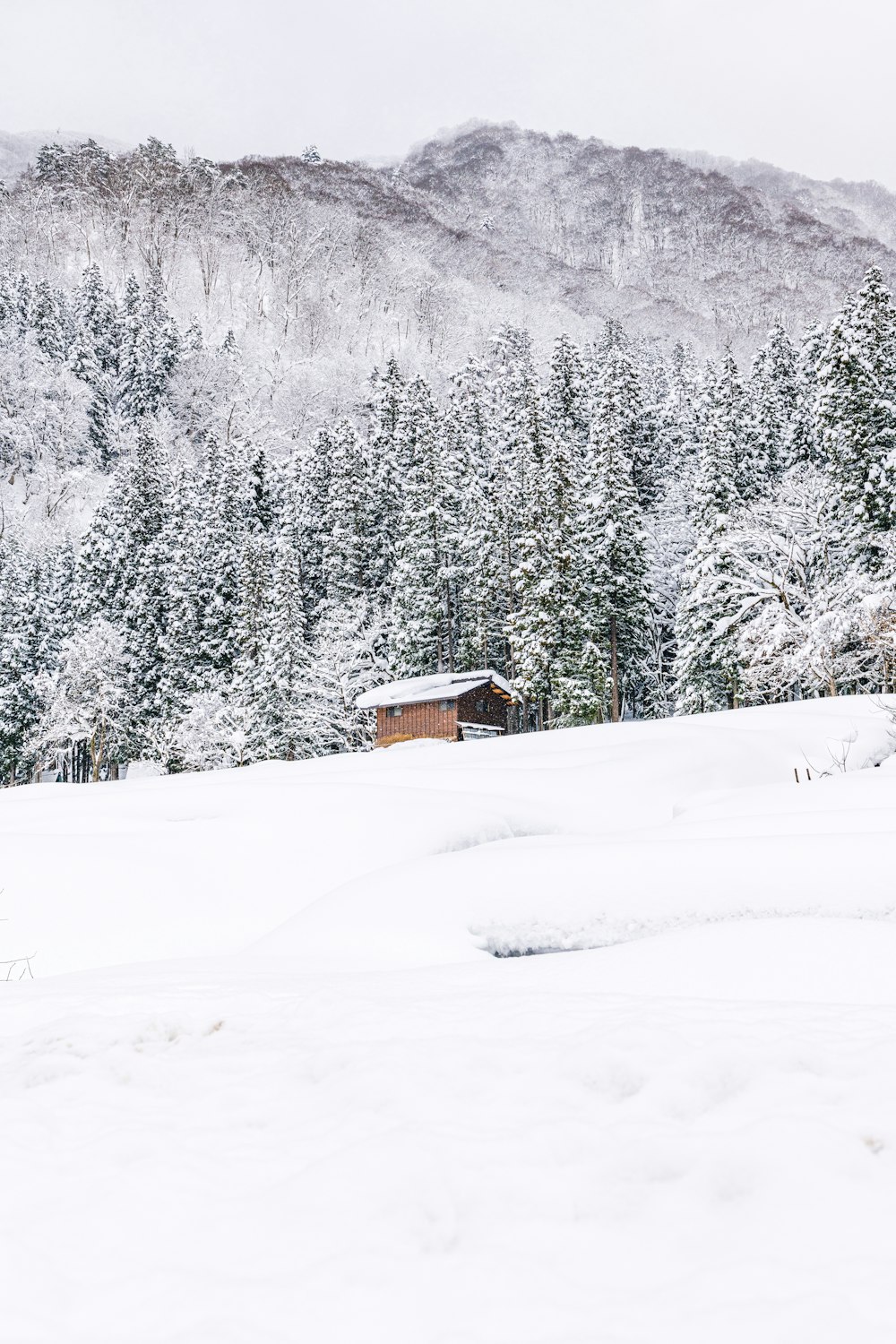 a cabin in the middle of a snowy field