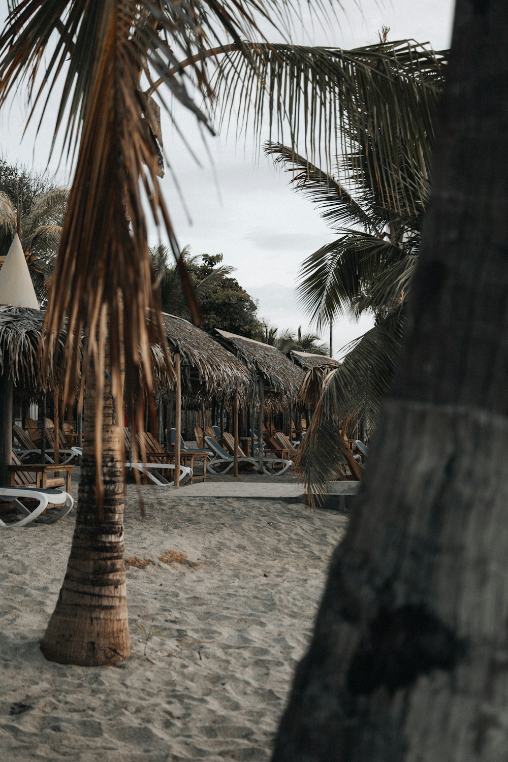 a palm tree on a sandy beach next to a hut