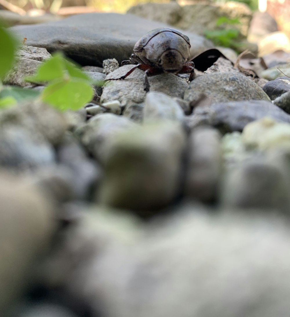a bug sitting on top of a pile of rocks