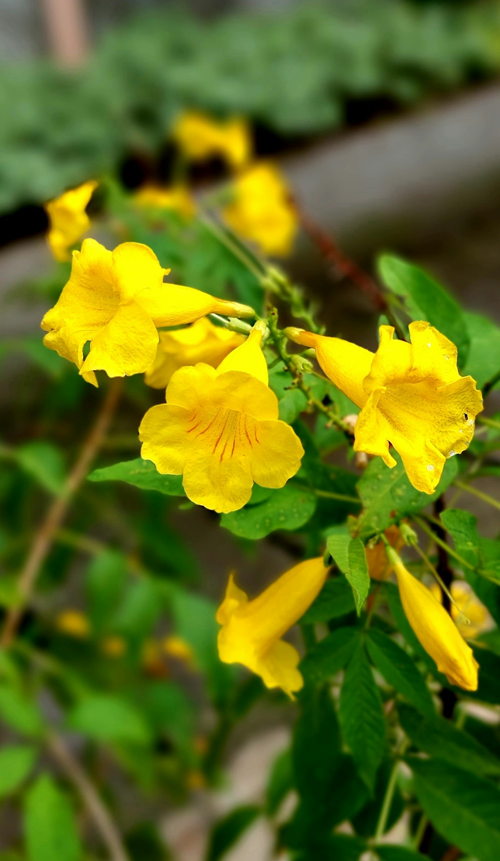 a bush of yellow flowers with green leaves