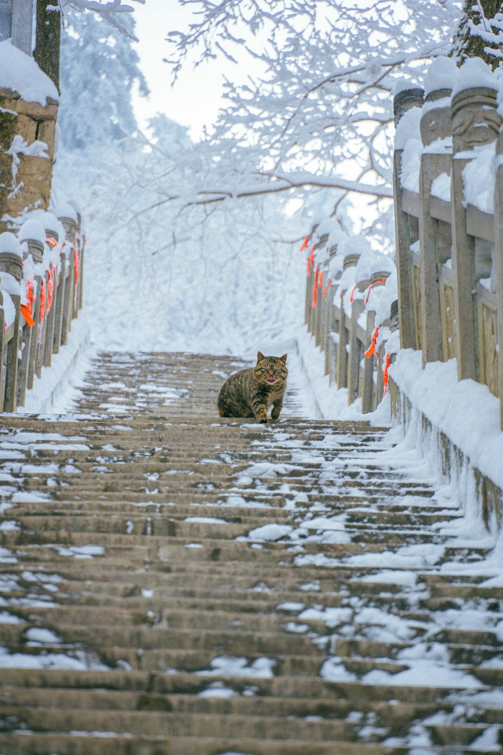 a cat is sitting on the steps in the snow