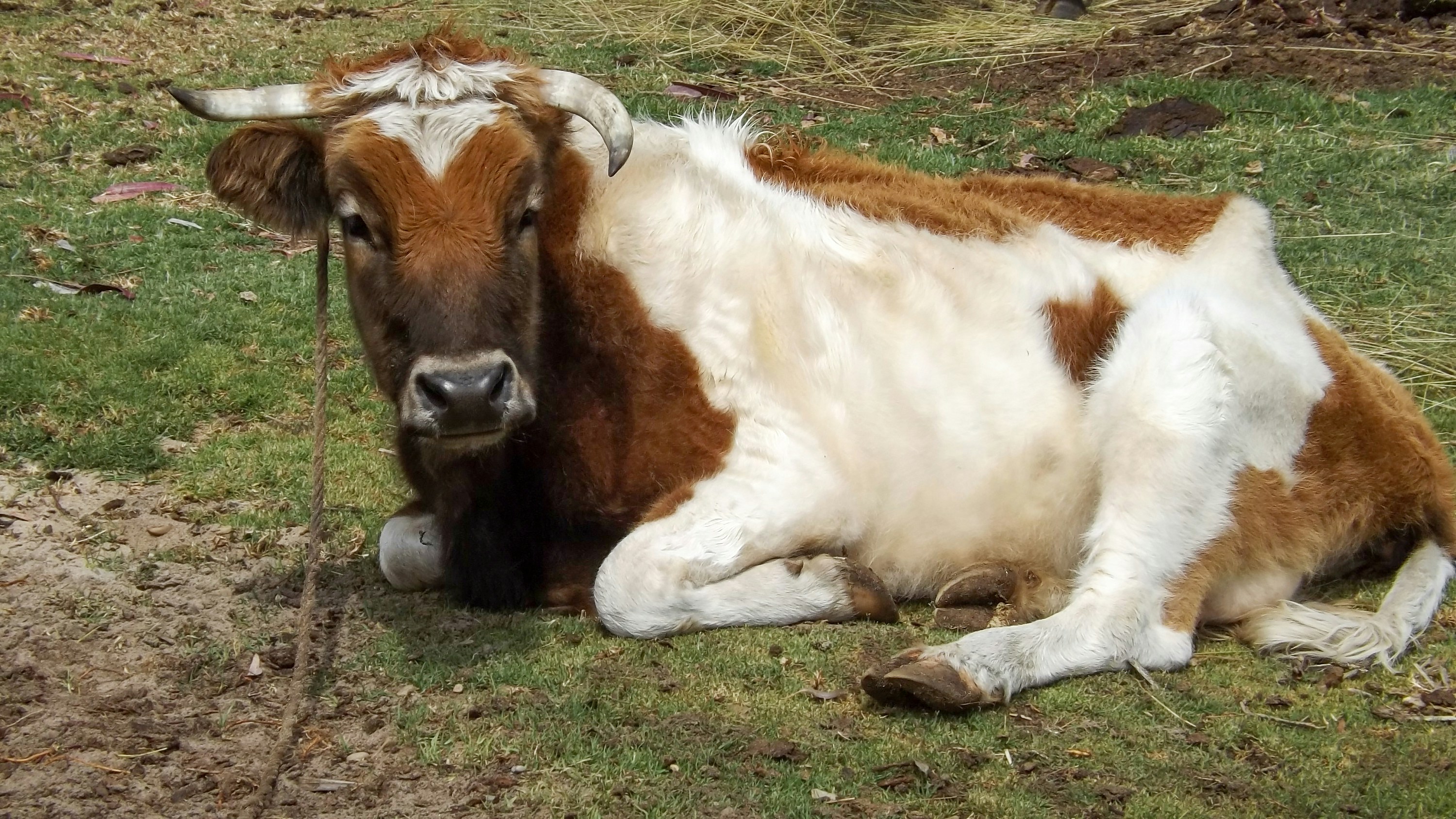 a brown and white cow laying on top of a grass covered field