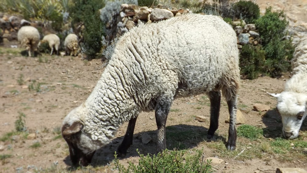 a group of sheep grazing in a field