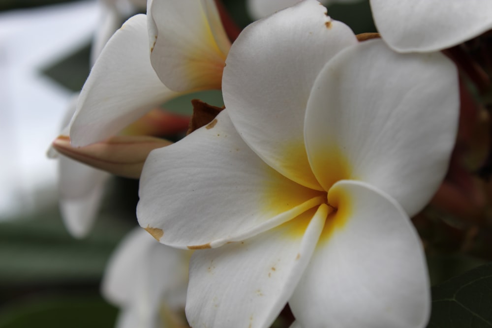 a close up of a white and yellow flower