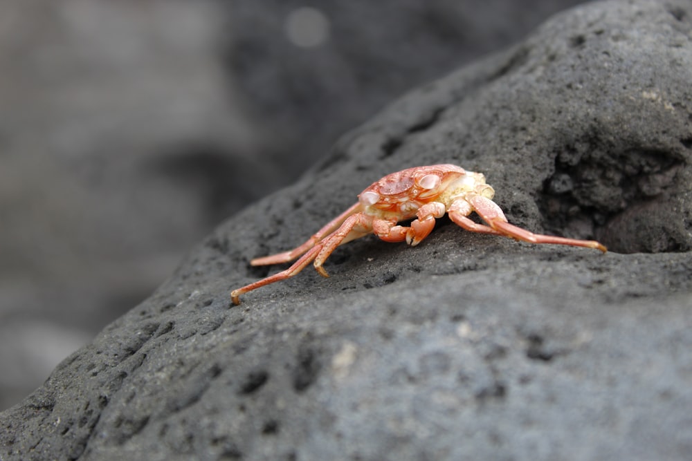 a crab crawling on a rock in the ocean