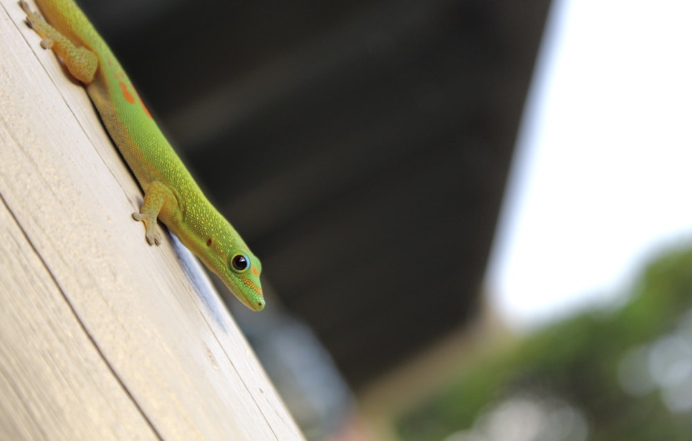 a green gecko climbing up the side of a building