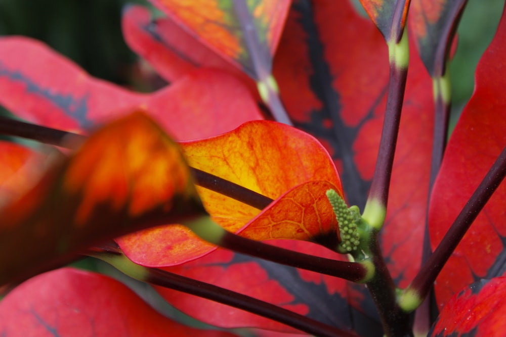 a close up of a plant with red and yellow leaves