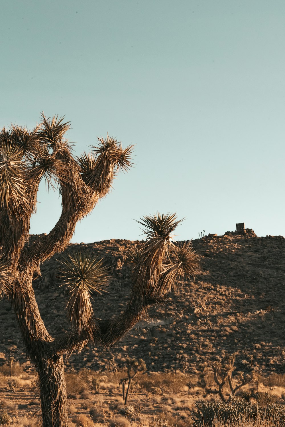 a large cactus tree in the middle of a desert