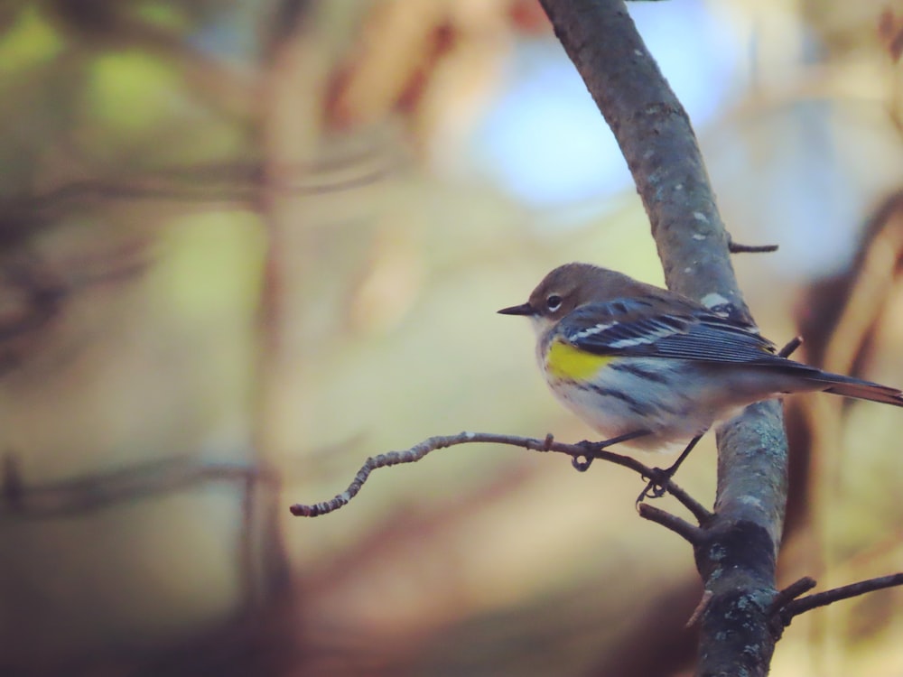 a small bird perched on a tree branch