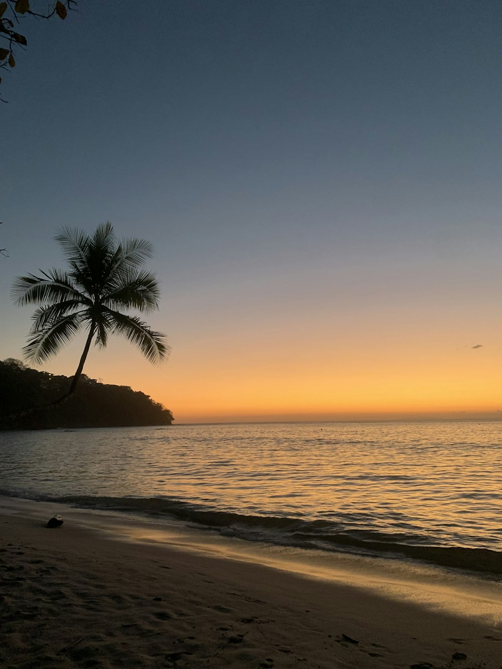 a lone palm tree on a beach at sunset