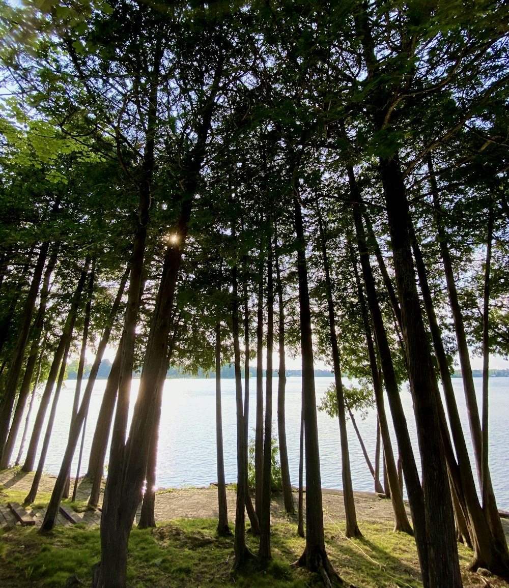 the sun shines through the trees near the water