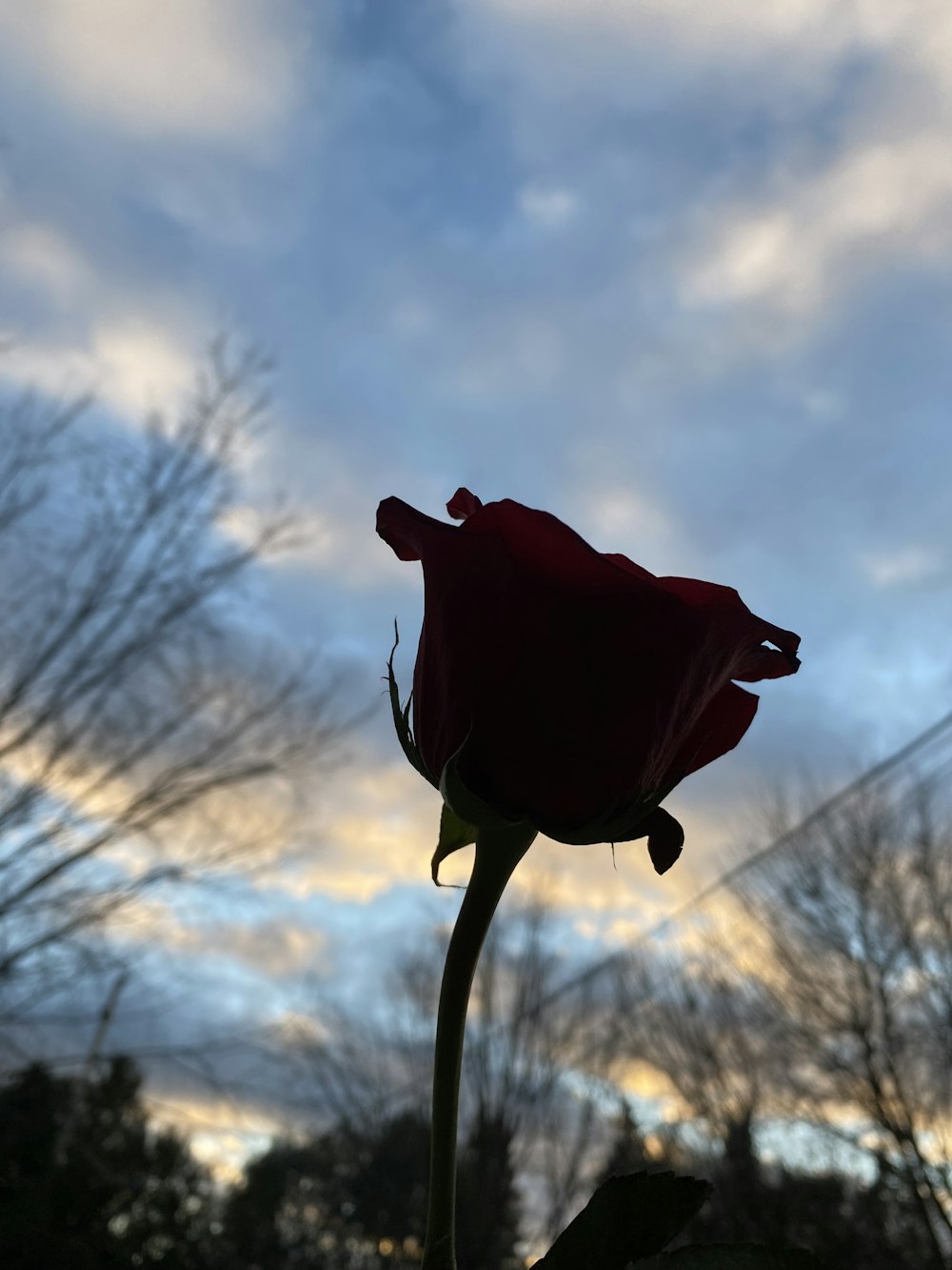 a single red rose in front of a cloudy sky