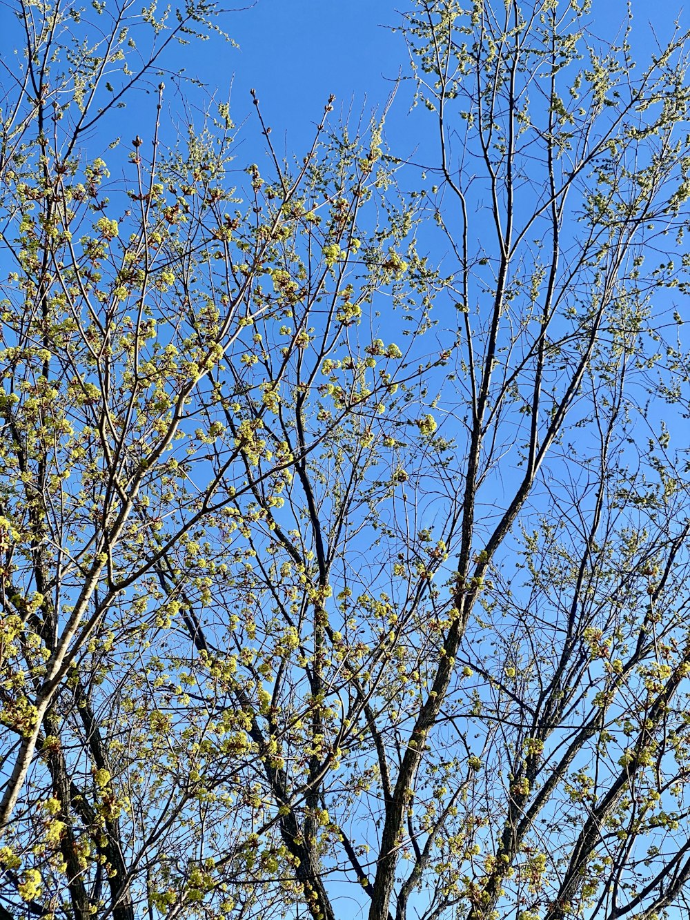 a bird is perched on a tree branch