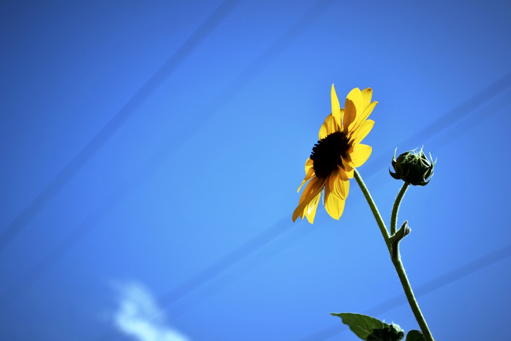 a sunflower with a blue sky in the background