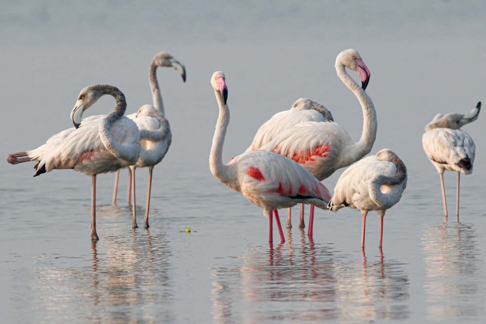 a group of flamingos standing in shallow water