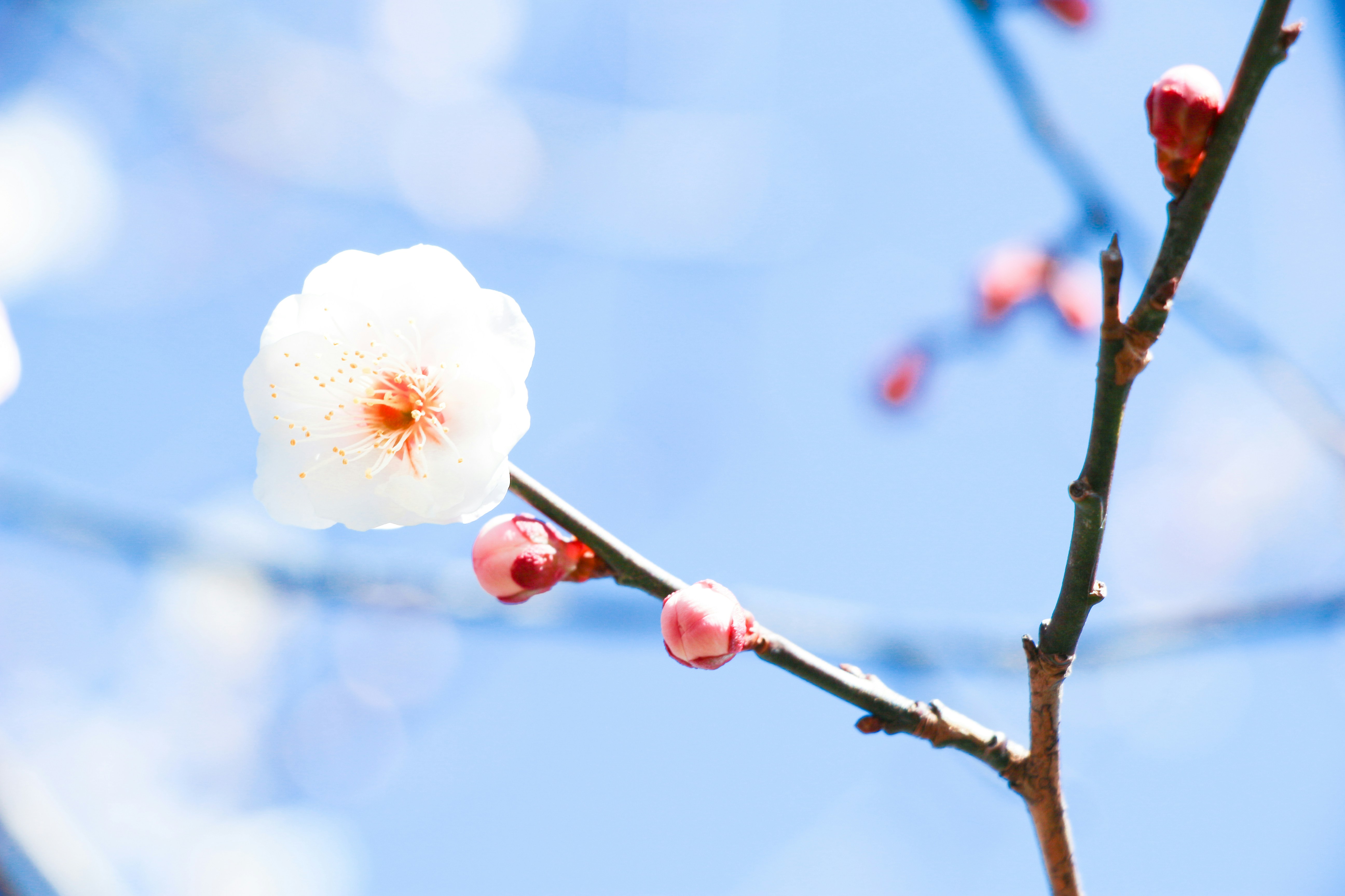 Photo by enkuu