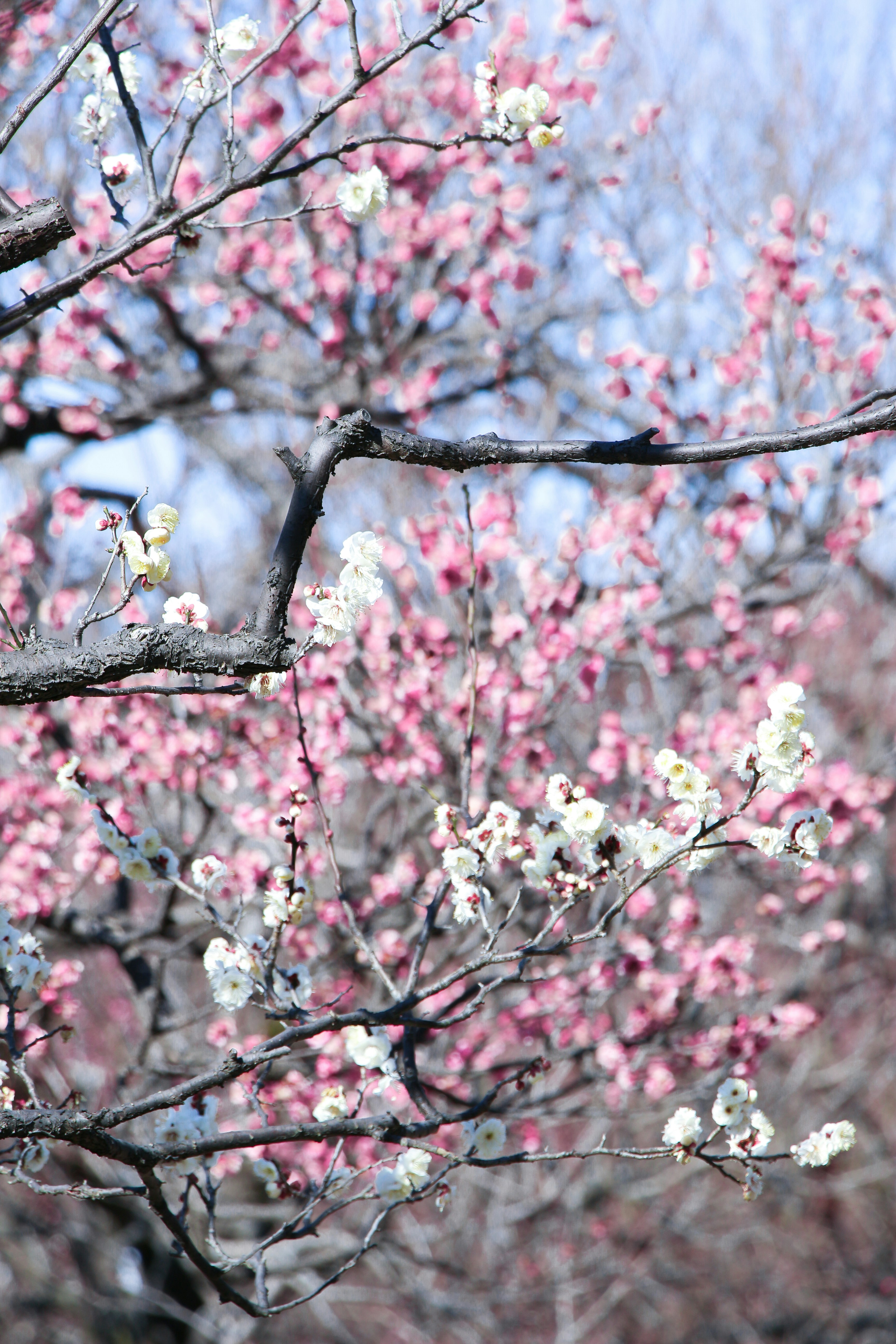 Photo by enkuu