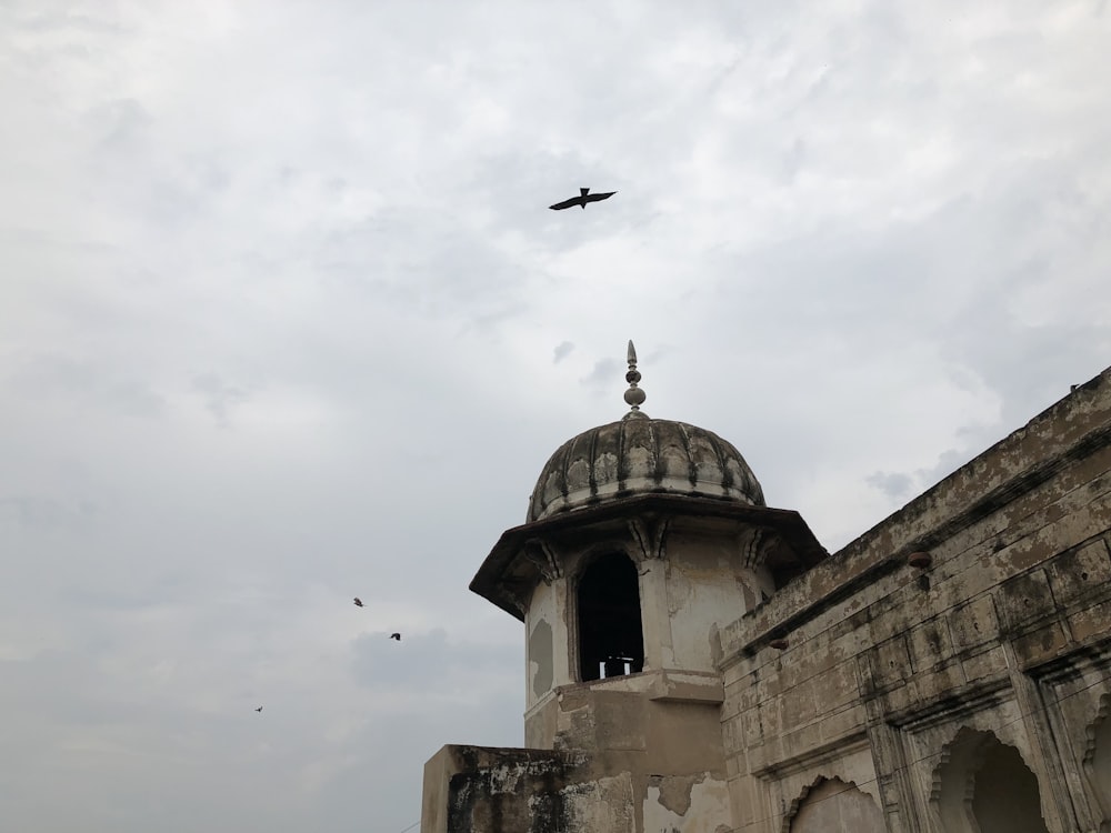 a bird flying over a building with a dome