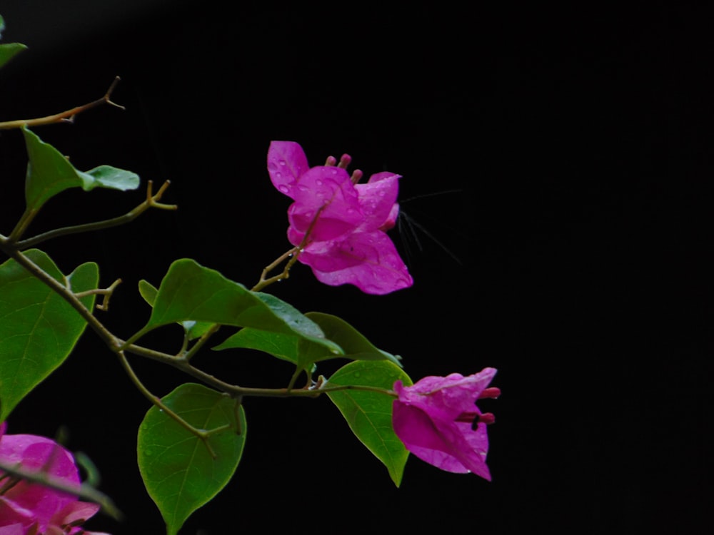 a purple flower with green leaves on a black background