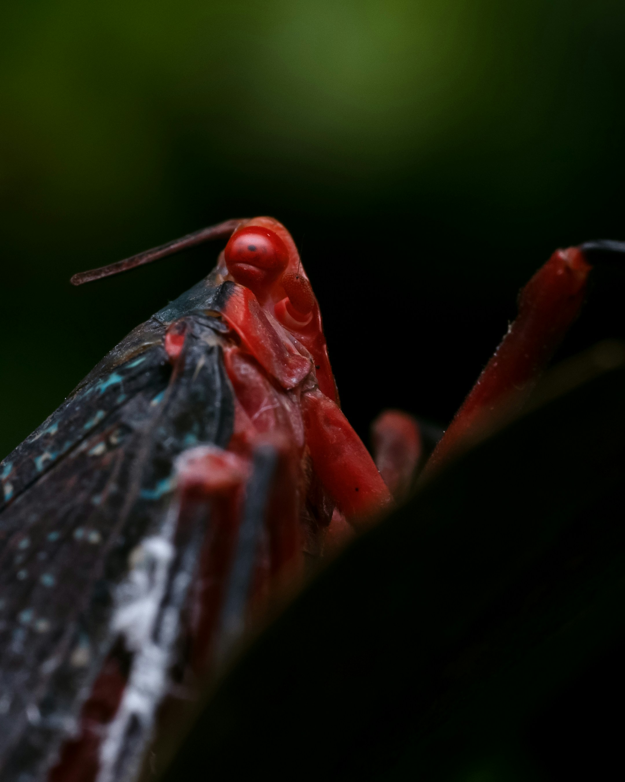 A close up of a red and black insect photo – Free Kerala Image on Unsplash