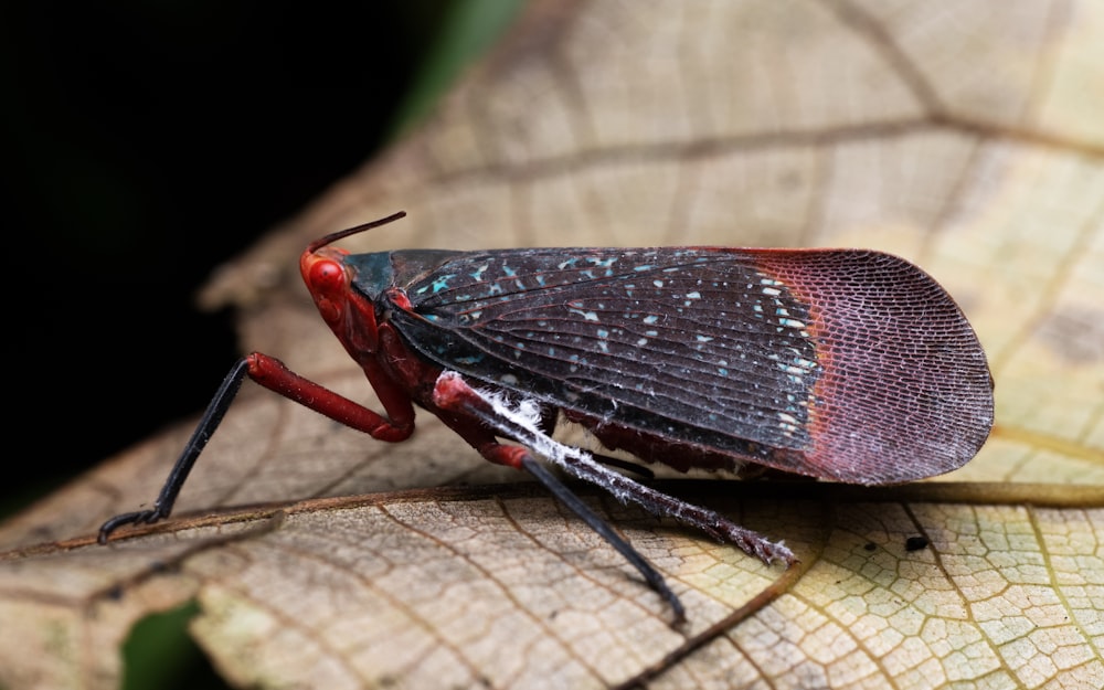 a close up of a bug on a leaf