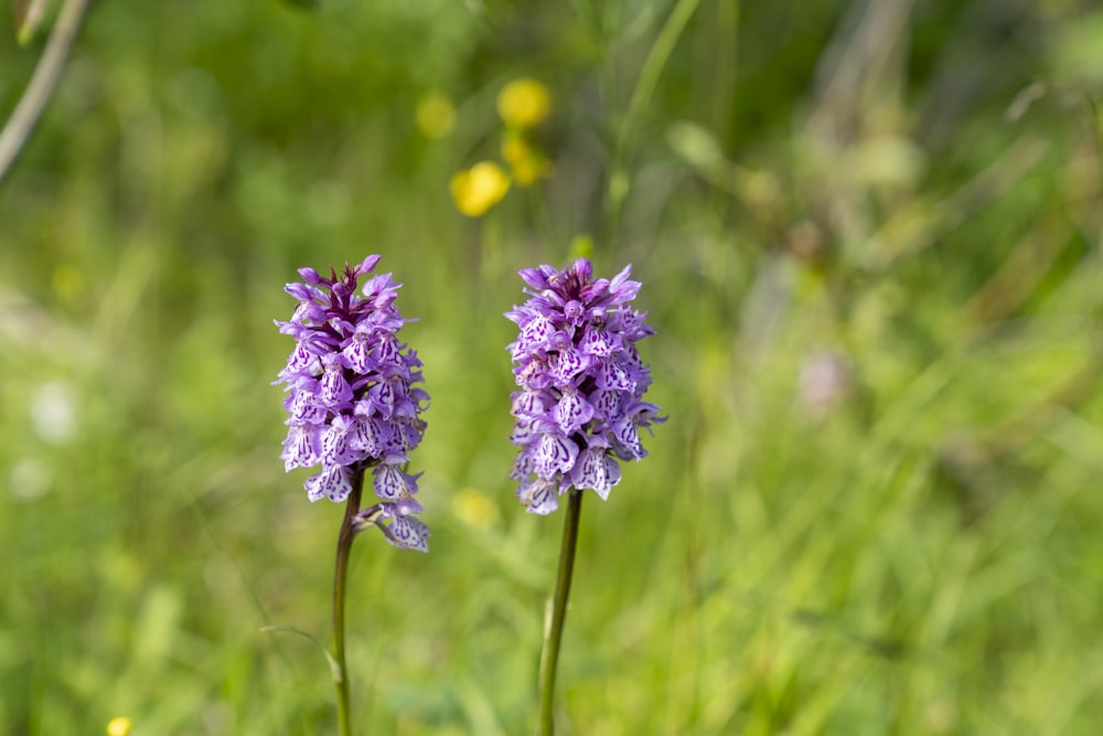 a close up of a flower