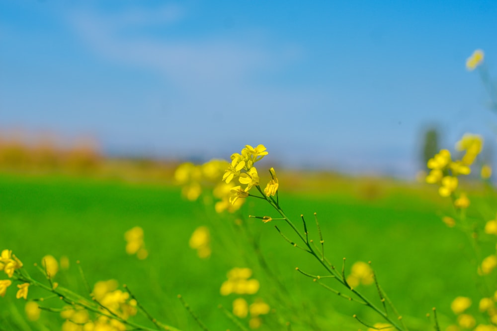a field of yellow flowers with a blue sky in the background